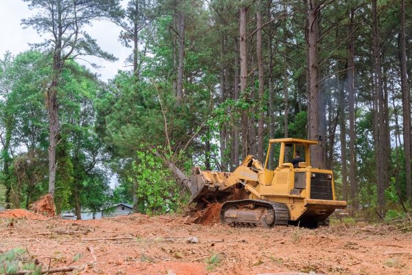 Trees Clearing in Inverness