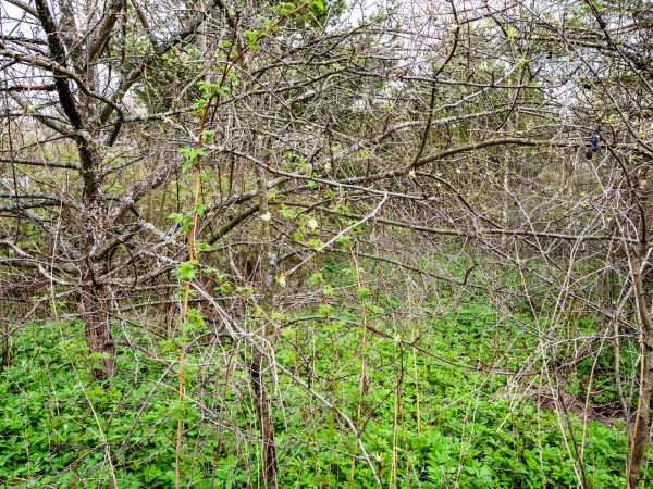 Underbrush Clearing in Inverness