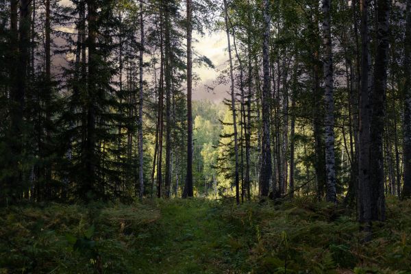 Cost of Pine Tree Clearing in Inverness