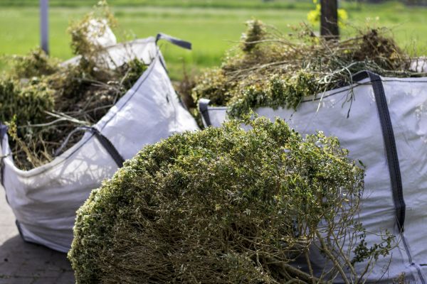 Bushes Clearing in Inverness