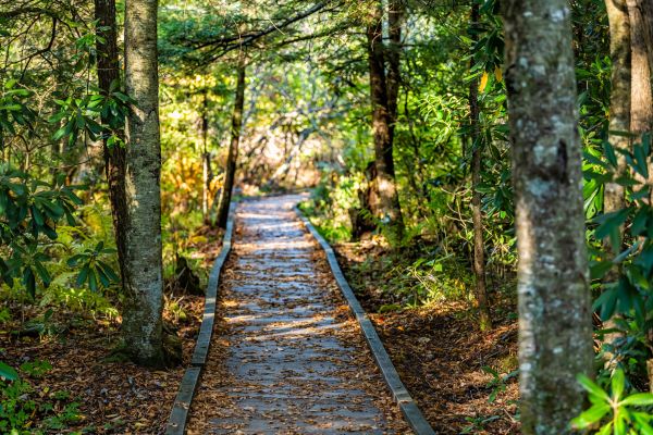 Trail Clearing in Inverness