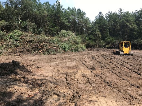 Cost of Thicket Clearing in Inverness